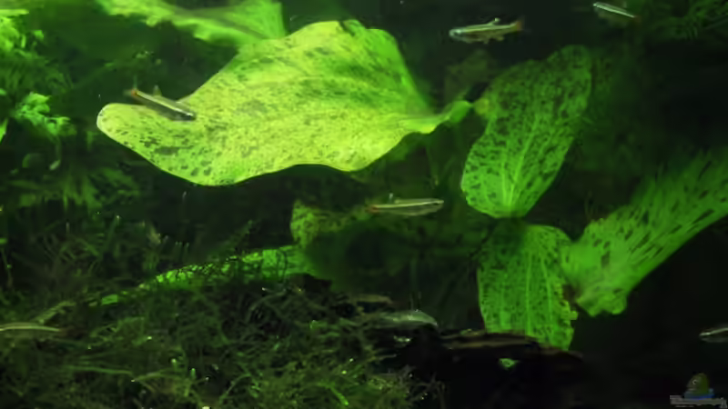 Suchbild - wer findet den LDA25? von schwefelfell (4)