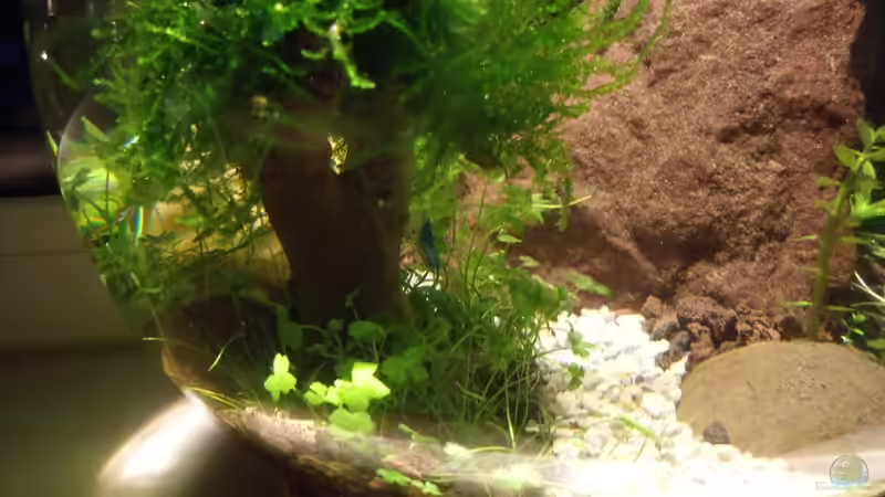 Suchbild : Zwerggarnele von Katja H (2)