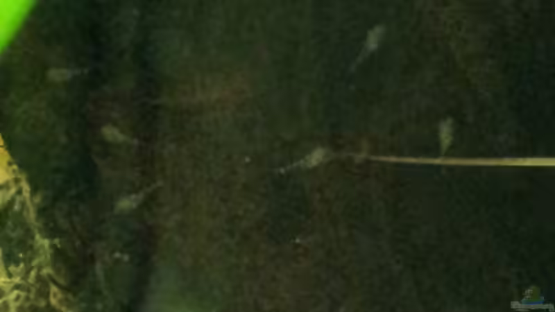 Suchbild: Nachwuchs bei den Kakadus :-) von Kathrin77 (56)