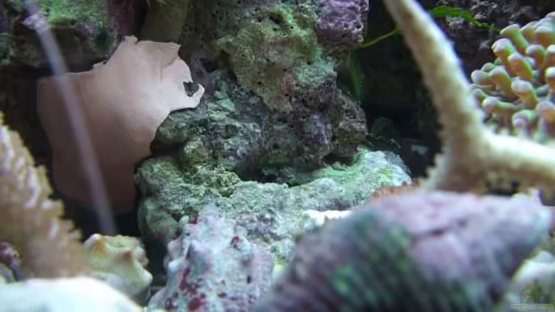 Suchbild: Wer findet die Käferschnecke? :-) von Denise83 (38)