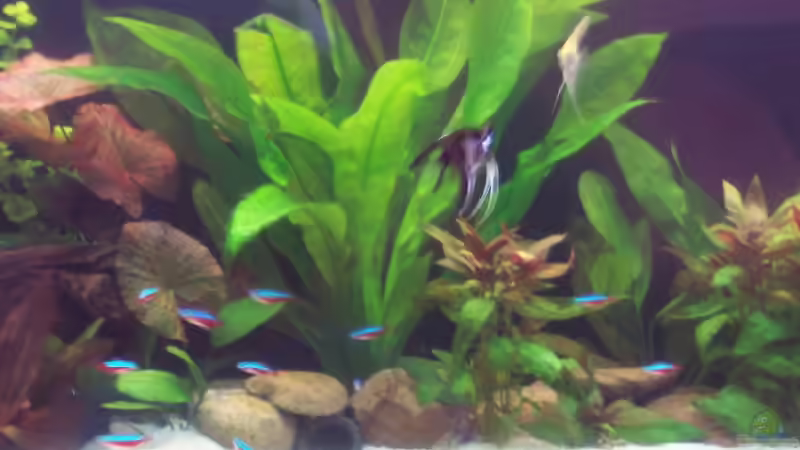 Süd -Mittelamerika Becken von Butjer