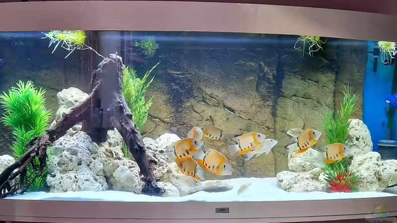 Süd & Mittelamerika  von DocMau (10)