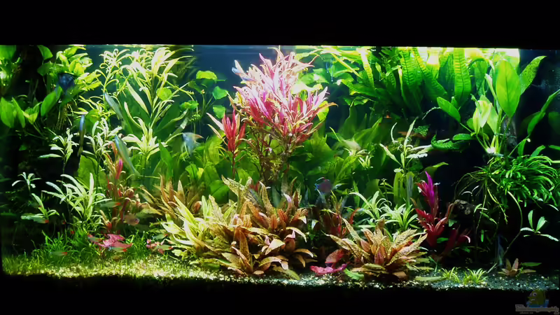 Südamerika, Salmler, Zustand 17.04.2018 von Reiner Dr. Med. Jesse (1)