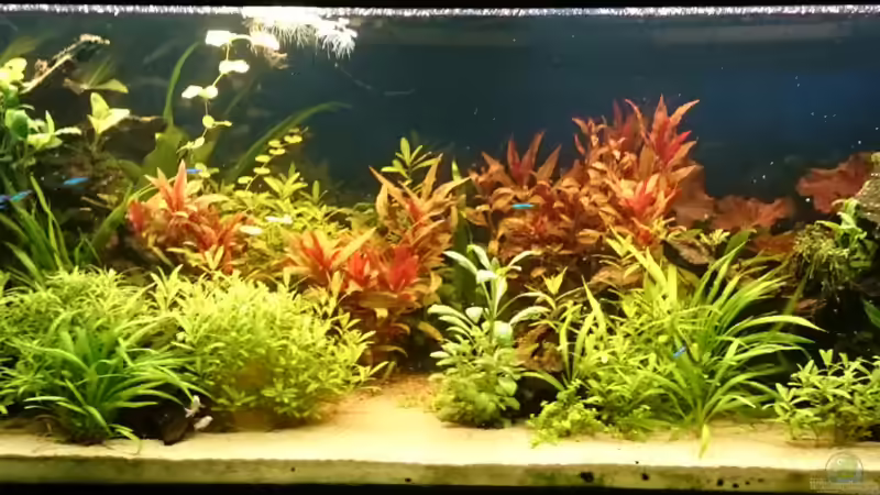 Südamerika  von Schnuppe (1)