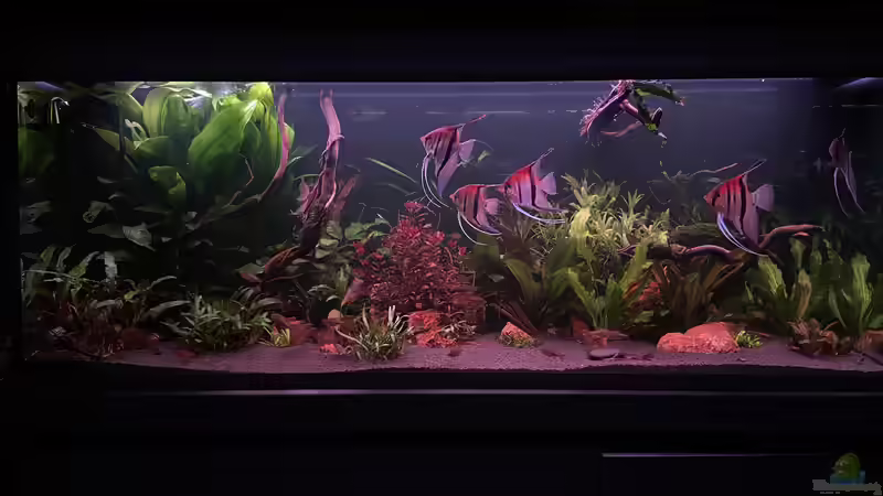 Südamerika Aquarium Rio Manacapuru Rotrücken Skalare von Gernhart (4)