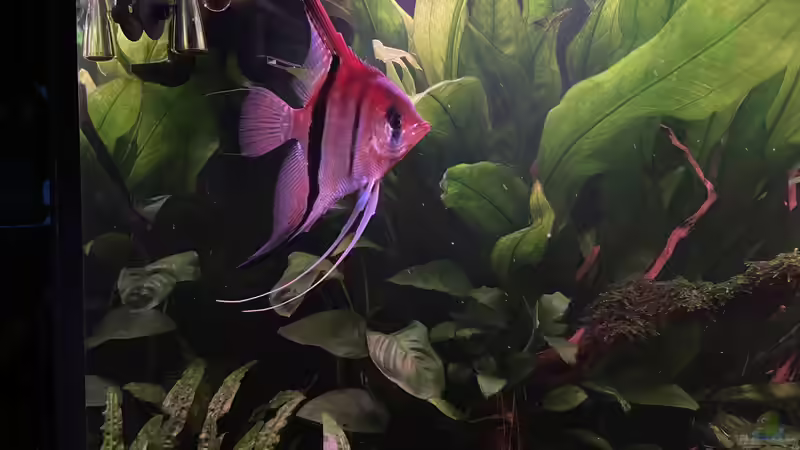 Südamerika Aquarium Rio Manacapuru Rotrücken Skalare von Gernhart (5)