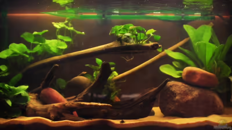 Südamerika becken von stefan1979 (6)