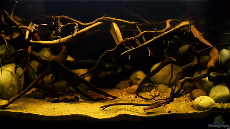 ~Südamerika-Biotop-Aquarium~ 13.08.16 von ~Marco~ (1)