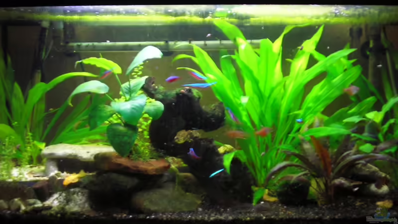 Südamerika BK Front von Südamerikafreak BK (1)