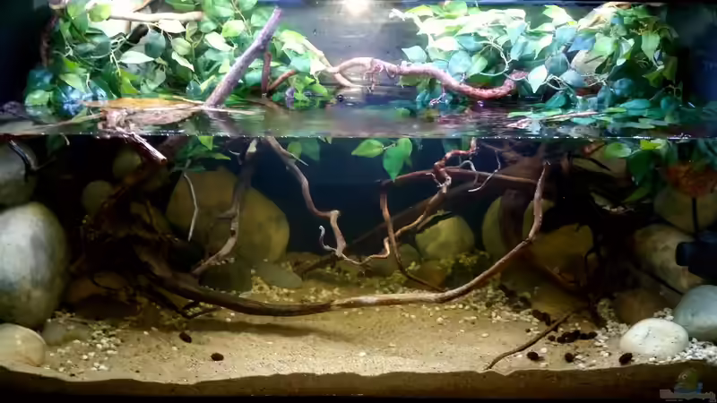 ~Südamerika-Flussbiotop-Aquarium~ 28.05.16 von ~Marco~ (2)