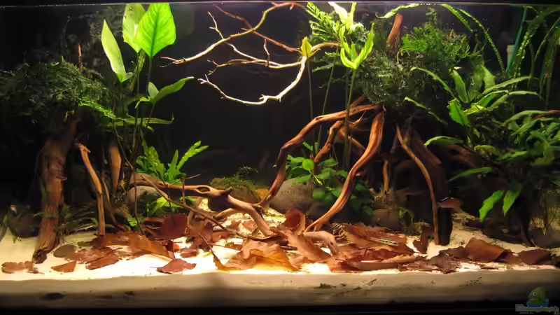 Südamerika Gesellschaftsbecken von BMF (1)