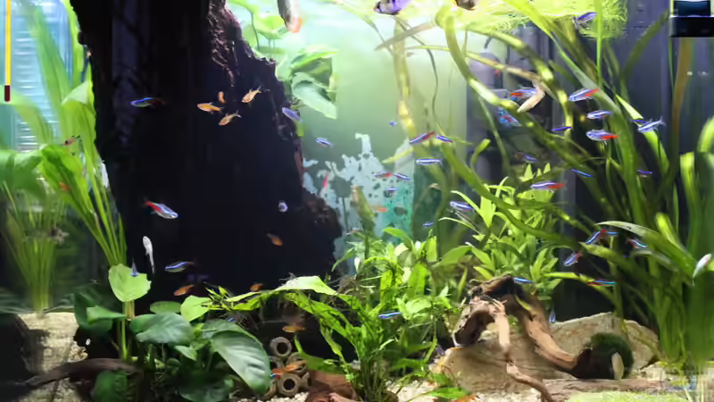 Südamerika Gesellschaftsbecken von ESA_72 (1)