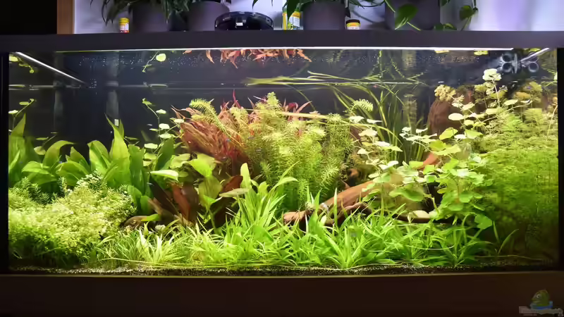 Südamerika Gesellschaftsbecken von Josef Kalt (1)