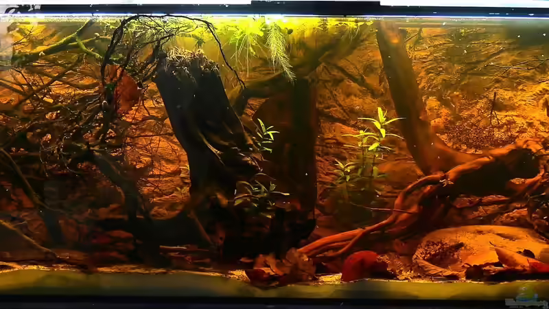 Südamerika Schwarzwasser  von Goldfisch (2)