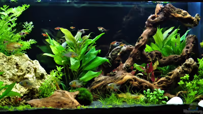 Südamerika trifft Südostasien von Barschi1 (1)