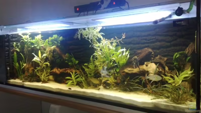 Südamerikabecken 500 L Südamerikabecken 500 L