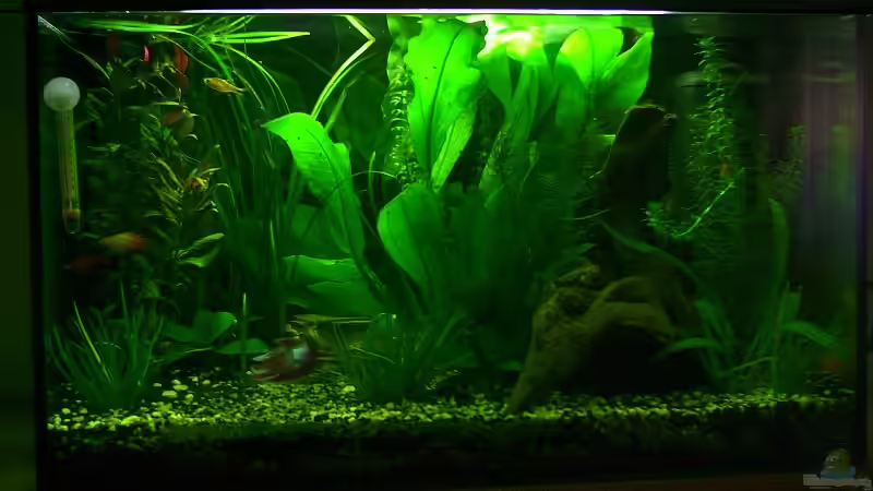 Südamerikabecken 80x40x50 von GlennCapri