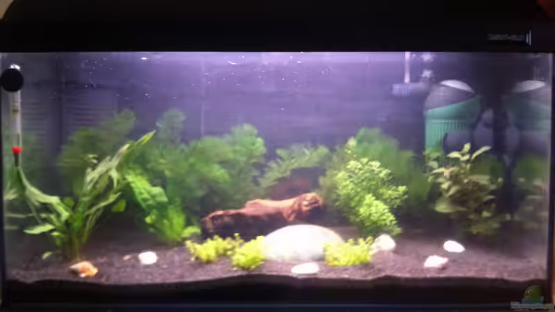 Südamerikabecken von Schnegge (1)