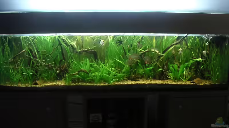 Südamerikabecken von Thomas Schlechter (1)