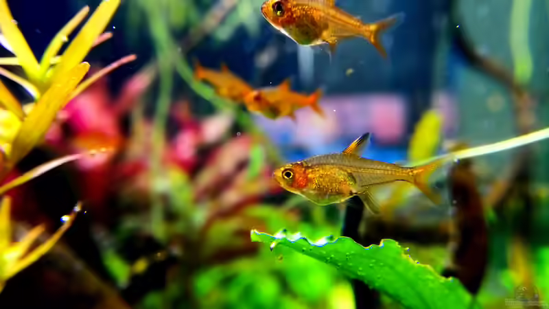 Südamerikanische Salmler: Das sind die optimalen Schwarmgrößen