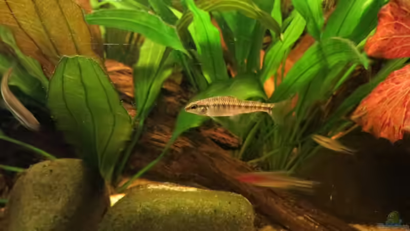 Südamerikanischer Bodensalmler von Jan S. (33)