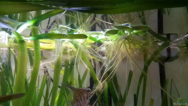 Südamerikanischer Froschbiss - Limnobium laevigatum von Dreadnought (13)