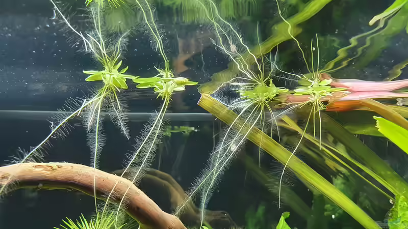 Südamerikanischer Froschbiss  von Fischsuppe (6)