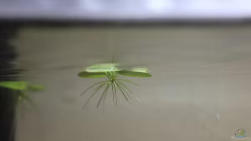 Südamerikanischer Froschbiss  von SouthAmerica (28)