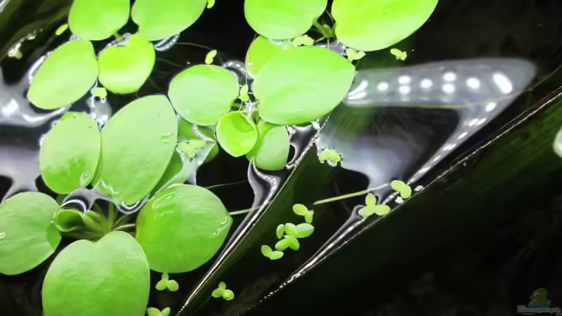 Südamerikanischer Froschbiss-Limnobium laevigatum