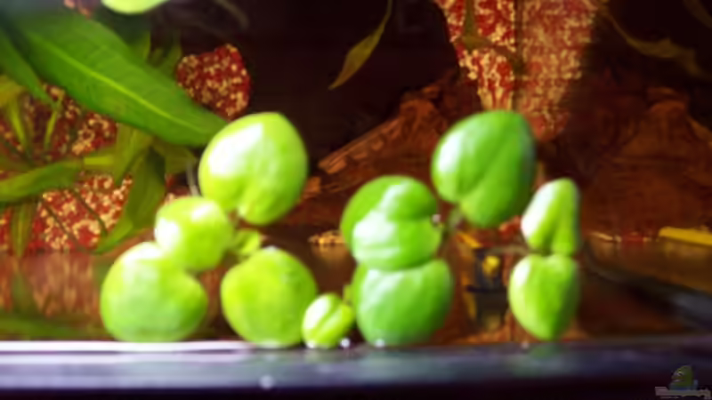 Südamerikanischer Froschbiss von Bela (6)