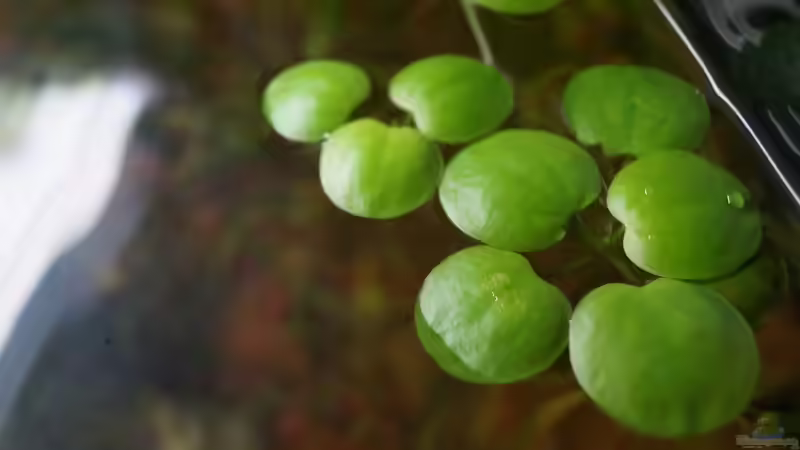 Südamerikanischer Froschbiß von Guido Seifert (23)