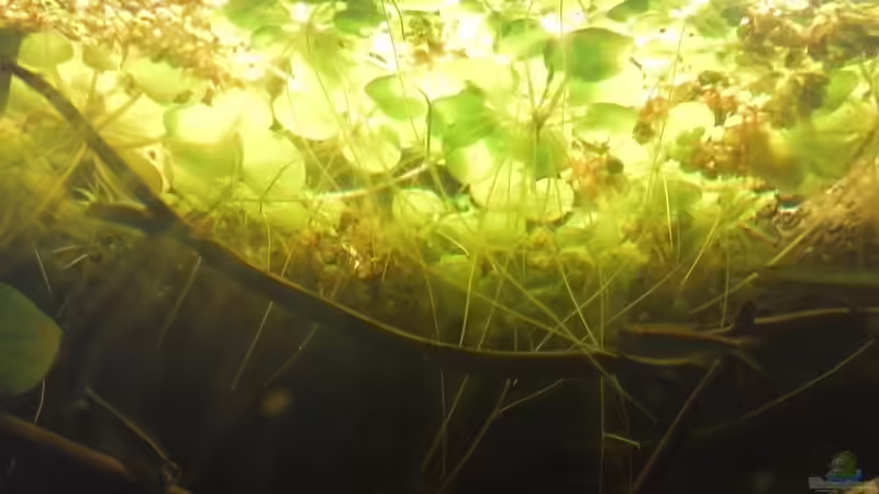 Südamerikanischer Froschbiss (von unten...) von Patrick Scheffer (2)