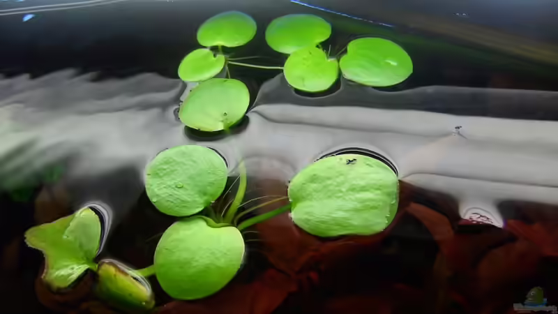 Südamerikanischer Frossbiss (Limnobium laevigatum) von Opodeldok (17)