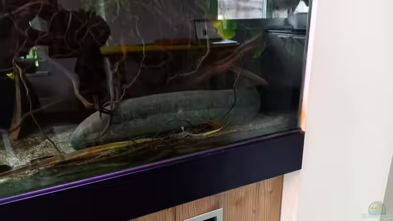 Südamerikanischer lungenfisch  von Daniel Mayer (18)