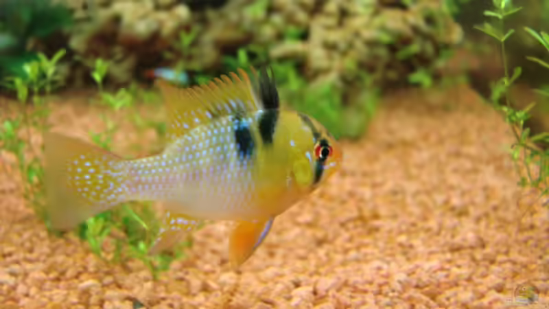 Südamerikanischer Schmetterlingsbuntbarsch, Mikrogeophagus ramirezi von TOMXY (20)