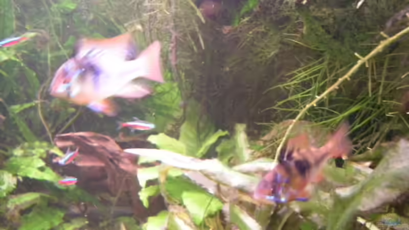 Südamerikanischer Schmetterlingsbuntbarsch, Ramirezi von Holger Freiwald (23)