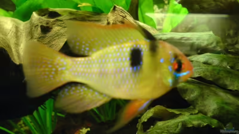 Mikrogeophagus ramirezi im Aquarium halten (Einrichtungsbeispiele für Südamerikanische Schmetterlingsbuntbarsche)