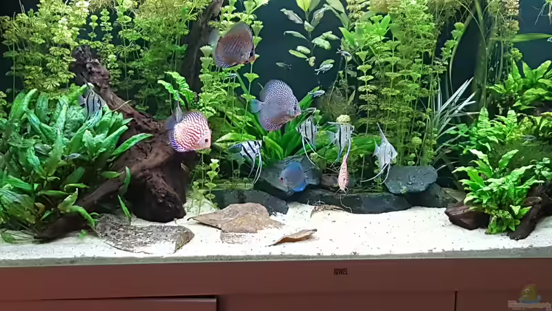 Südamerikanisches Idyll stand 9.12.19 von Hoffi (7)