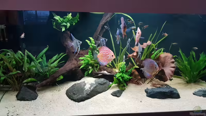 Südamerikanisches Idyll von Hoffi (10)