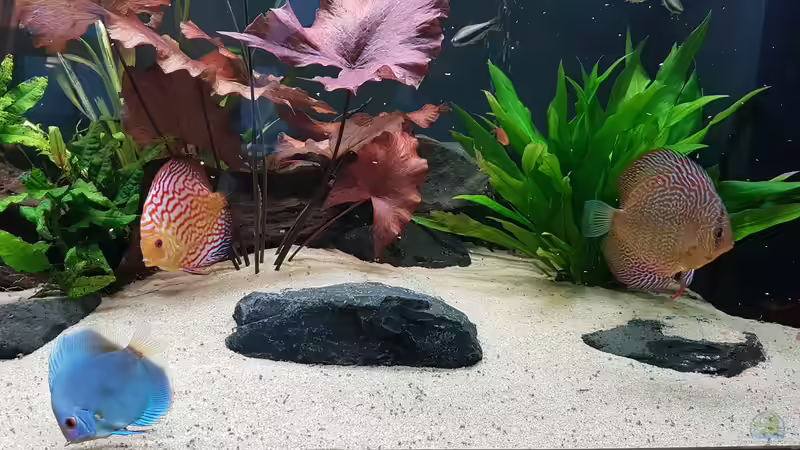 Südamerikanisches Idyll von Hoffi (14)