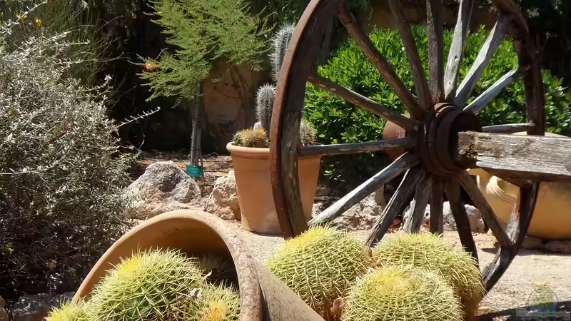 Südfrankreich in Deutschland: Den Garten nach Vorbild der Côte dAzur gestalten