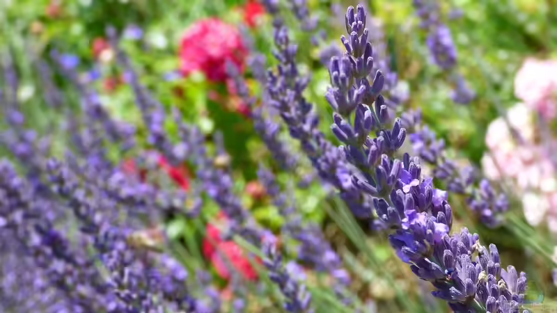 Südfrankreich in Deutschland: Den Garten nach Vorbild der Côte dAzur gestalten