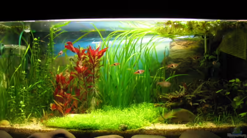 Südostasiatische Riccia Strasse von Janine-R. (1)