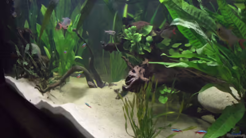 Südseite von Dr. Dr. Kliem (6)