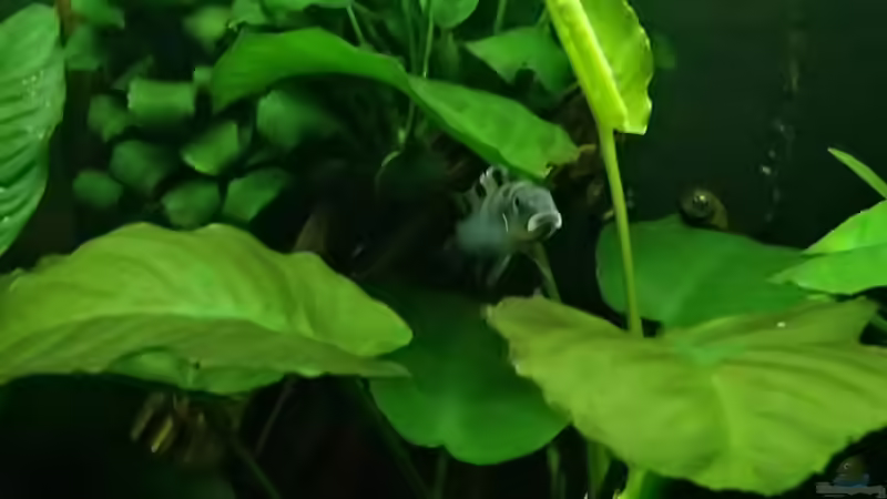 süss^^ von Pflanzennarr (56)