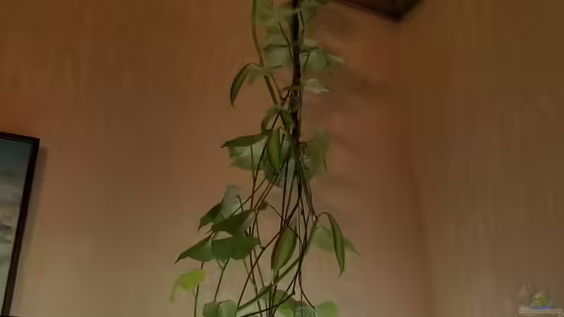 Süßkartoffel von Smo (16)