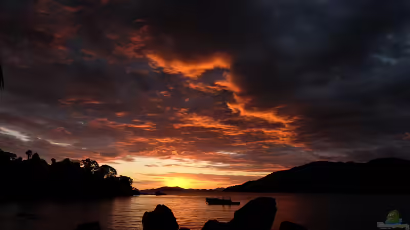 Süßwasser-Aquarienfische von der Insel Madagaskar - Einzigartige Arten, Haltung und Besonderheiten