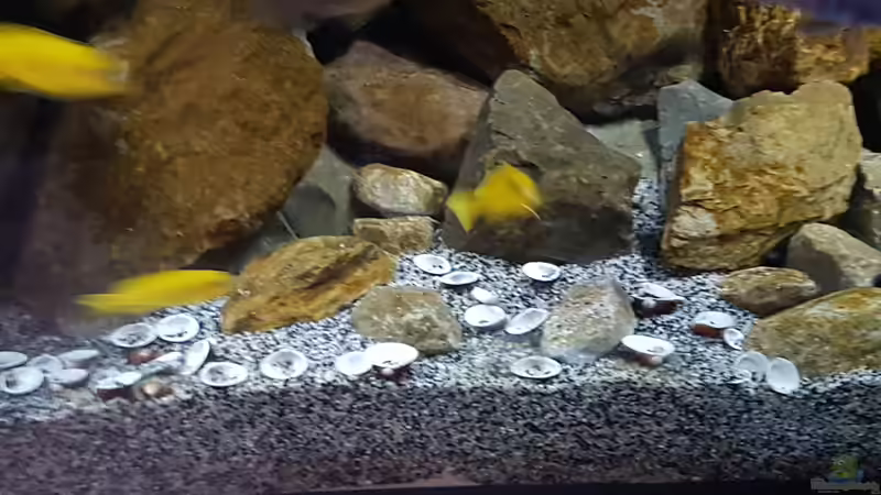 Süßwasser-Muscheln aus m See abgekocht und im Becken verteilt von Thomas0902 (28)