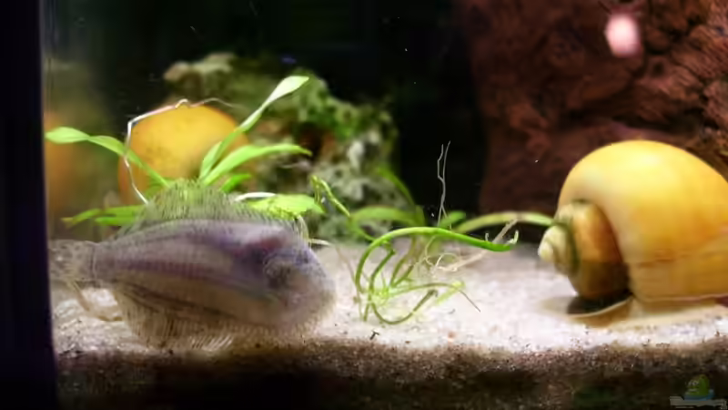 Süsswasserflunder von unten von Marcel Stober (10)