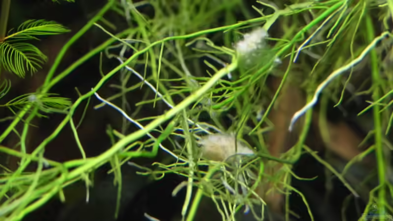 Süßwasserschwamm von paris (27)